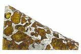 Polished Imilac Pallasite Meteorite ( g) Slice #315420-1